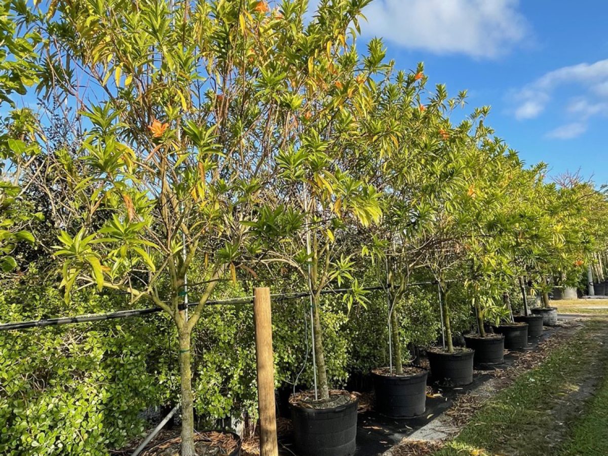 Erblichia Odorata - Butterfly Tree For Sale in Florida | Treeworld