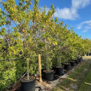 Erblichia odorata - butterfly tree for sale in Florida - 45 gallons at Treeworld Wholesale