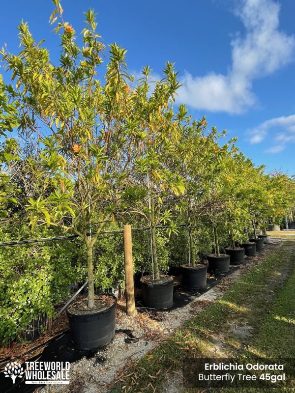 Erblichia odorata - butterfly tree for sale in Florida - 45 gallons at Treeworld Wholesale