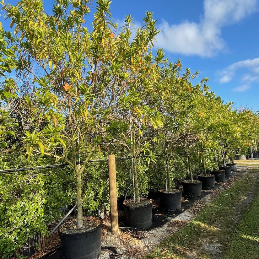 Erblichia Odorata - Butterfly Tree For Sale in Florida | Treeworld