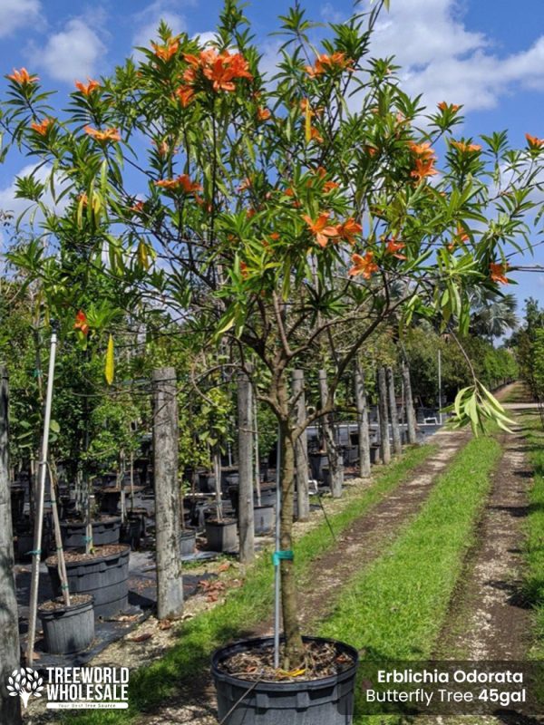 erblichia odorata - butterfly tree-45 gallons