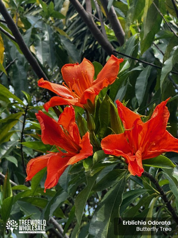 erblichia odorata - butterfly tree-flower