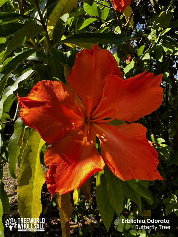 erblichia odorata - butterfly tree-flower