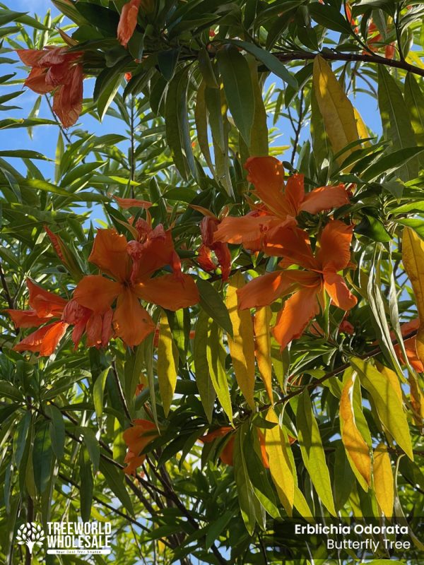 erblichia odorata - butterfly tree-bloom