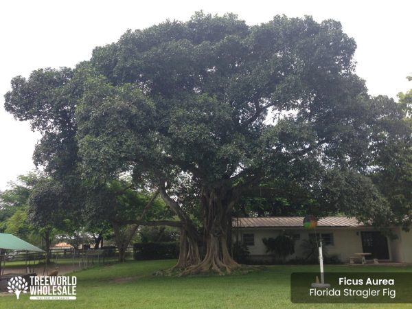 ficus aurea florida - strangler fig specimen tree