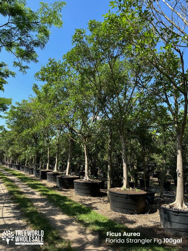 ficus aurea florida - strangler fig 100 gallons