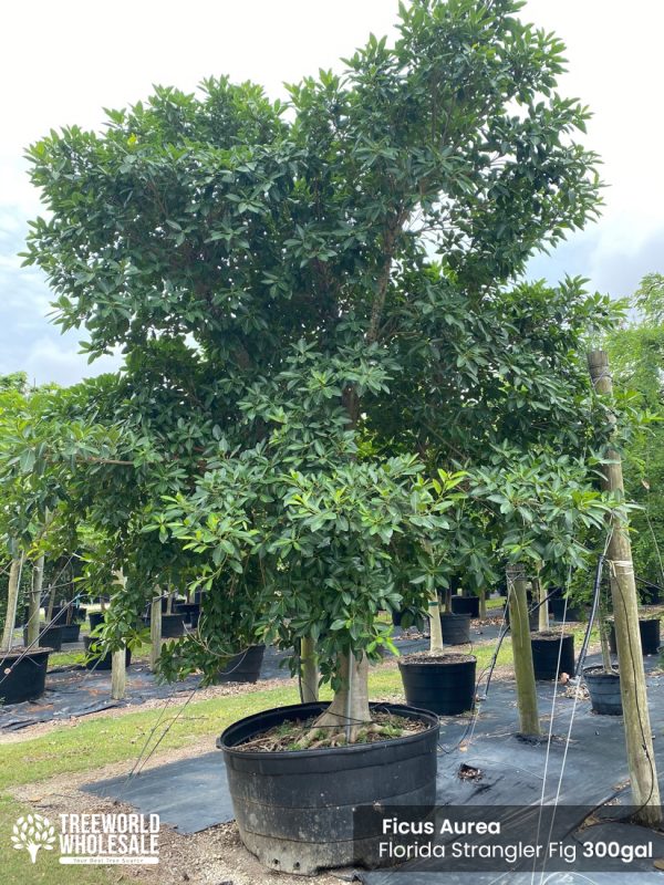 ficus aurea florida - strangler fig 300 gallons