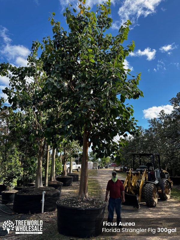 ficus aurea florida - strangler fig 300 gallons