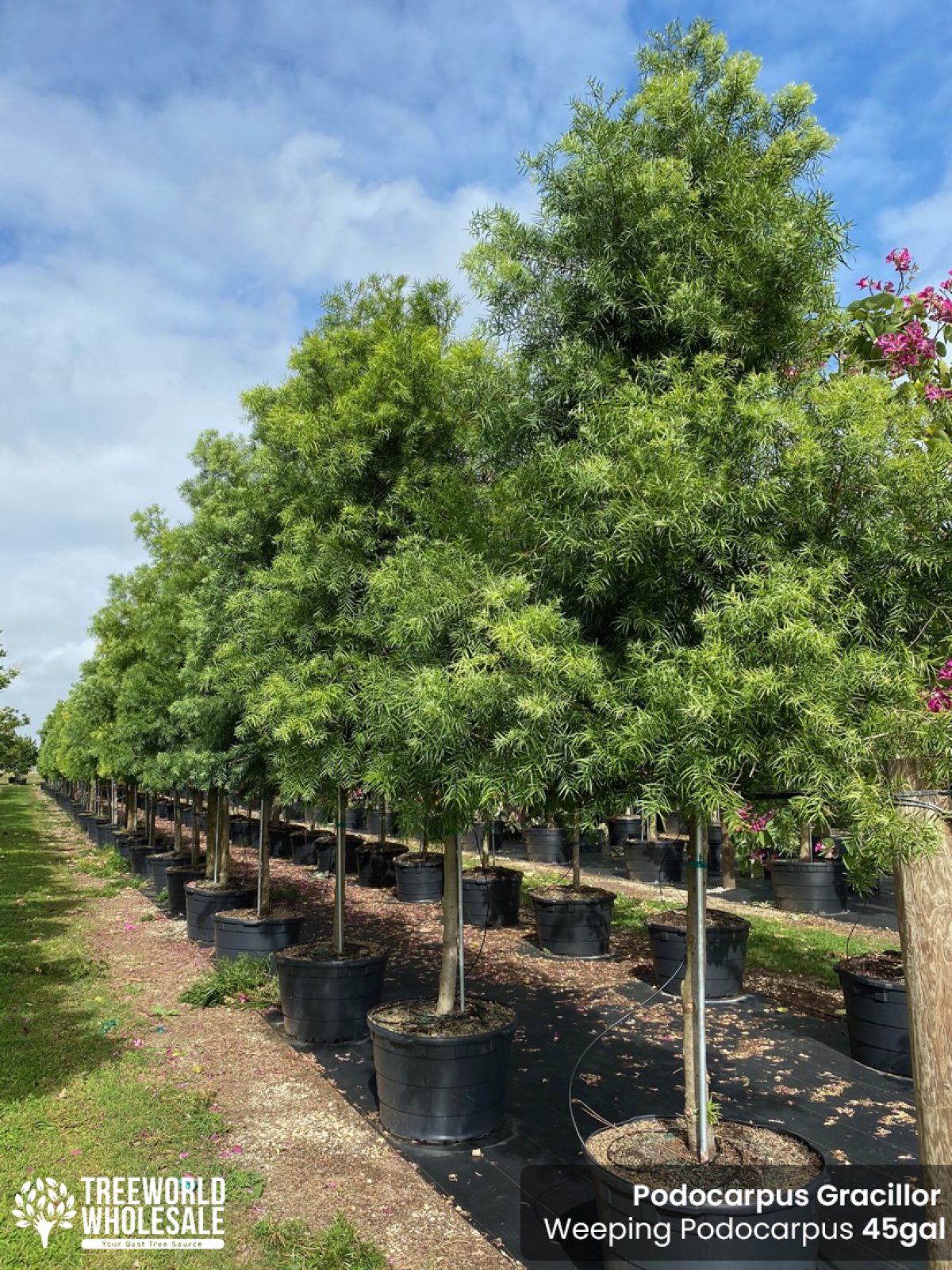 podocarpus-gracillor-weeping-