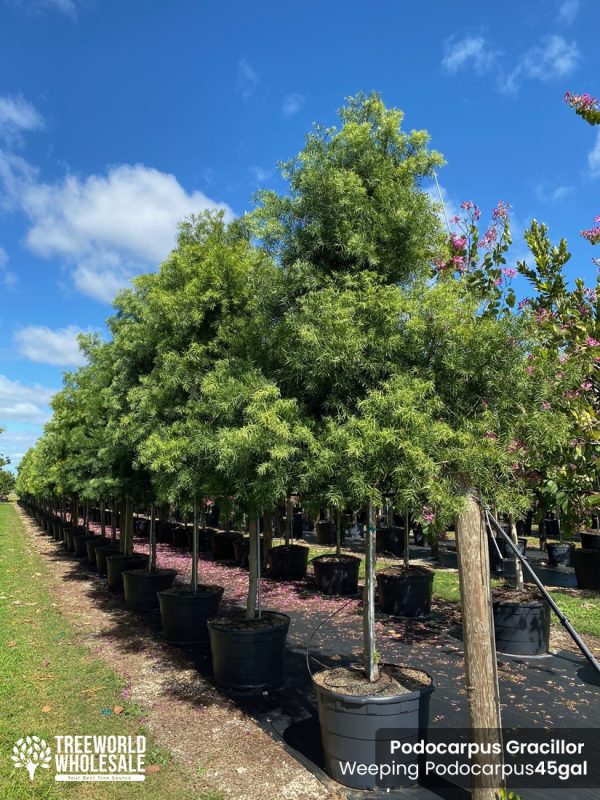 podocarpus gracillor - weeping-podocarpus - 45 gallons