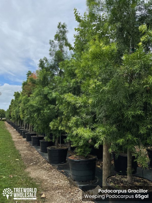 podocarpus gracillor - weeping-podocarpus - 65 gallons