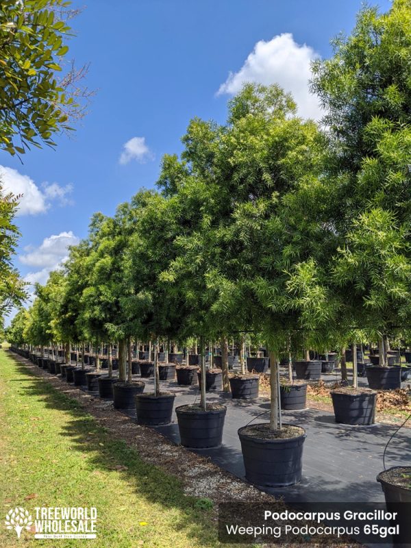 podocarpus gracillor - weeping-podocarpus - 65 gallons