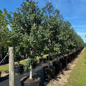 Ficus rubiginosa - rusty fig tree for sale - 45 galllons