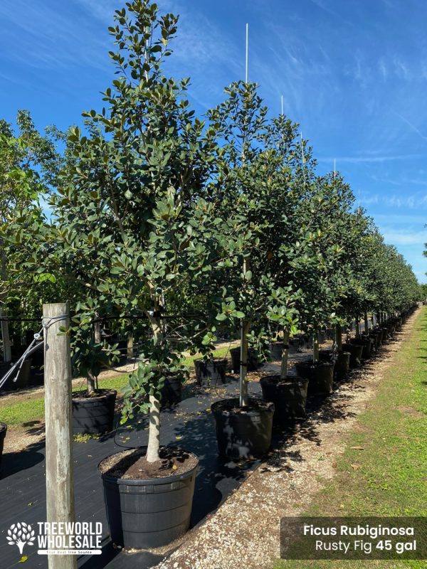 Ficus rubiginosa - rusty fig tree for sale - 45 galllons