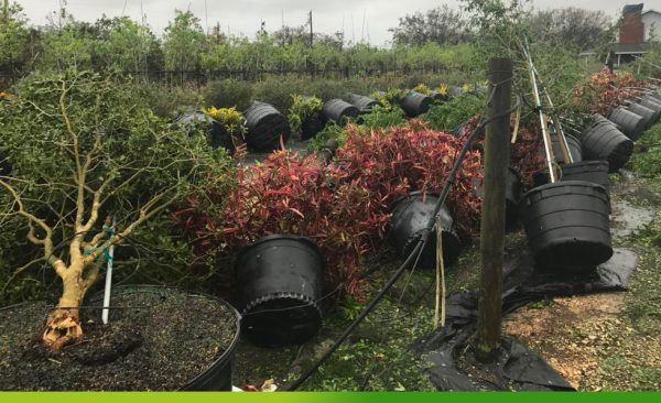 Protect Trees From Wind: How To Do It? Hurricane-Resistant Trees ...