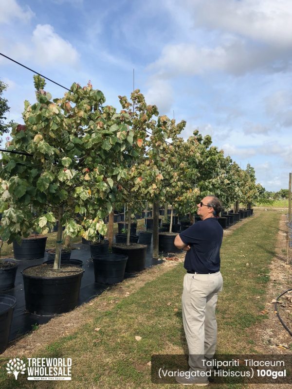 100 gallon Variegated Hibuscus taliparati tilaceum tree rows