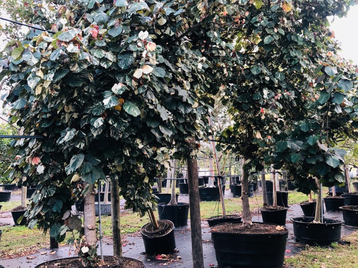 Trees for Sale - Buy Trees Online 🌳 | Treeworld Wholesale
