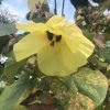 yellow bloom Variegated Hibuscus taliparati tilaceum
