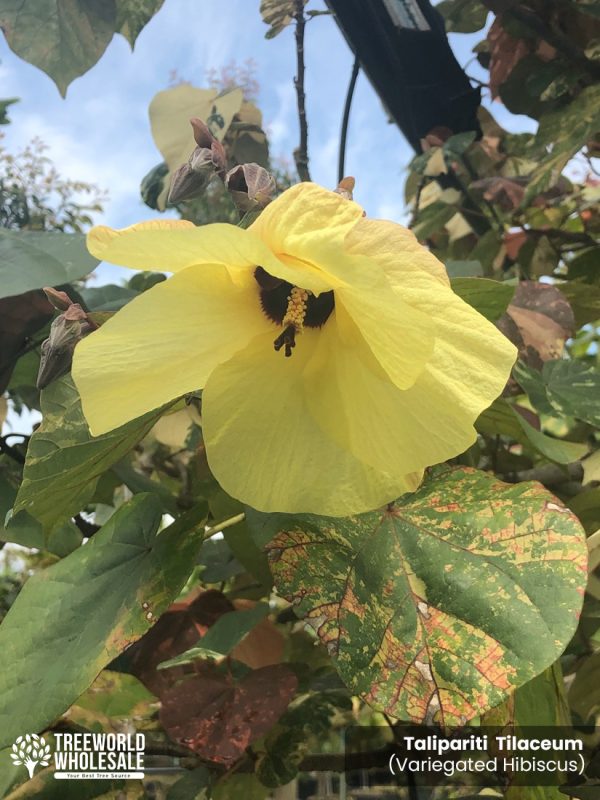 yellow bloom Variegated Hibuscus taliparati tilaceum