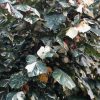leaves Variegated Hibuscus taliparati tilaceum