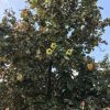 blooming Variegated Hibuscus taliparati tilaceum at TreeWorld