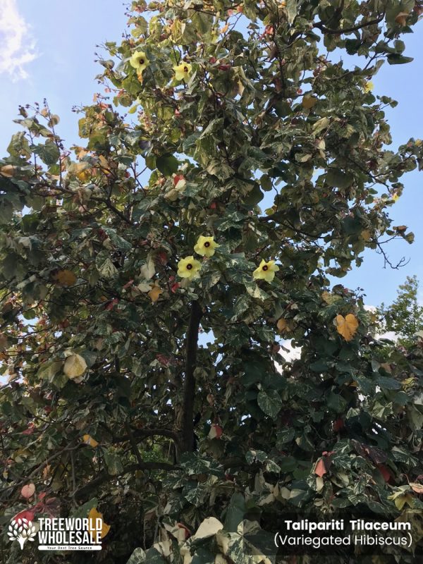 blooming Variegated Hibuscus taliparati tilaceum at TreeWorld