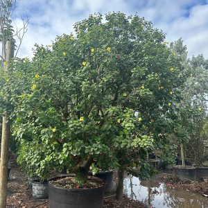 Talipariti elatum for sale