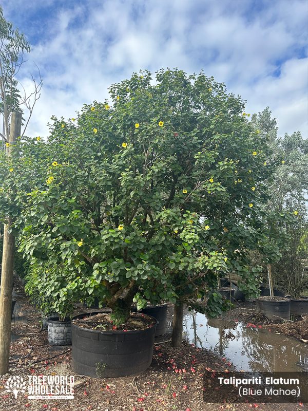 Talipariti elatum for sale