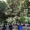 100 gallon Variegated mahoe Hibuscus taliparati tilaceum