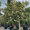 100 gallon Variegated Hibuscus taliparati tilaceum treefarm nursery