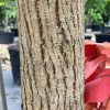 Trunk Variegated Hibuscus taliparati tilaceum