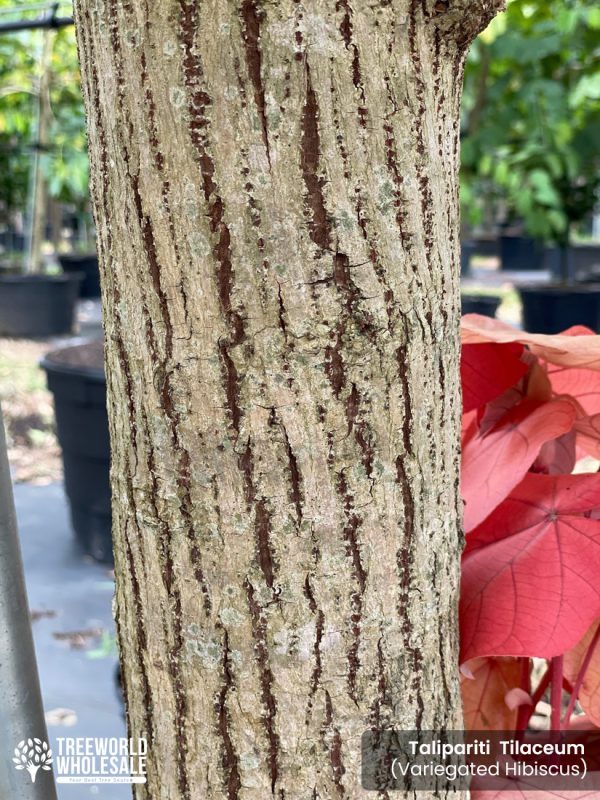 Trunk Variegated Hibuscus taliparati tilaceum