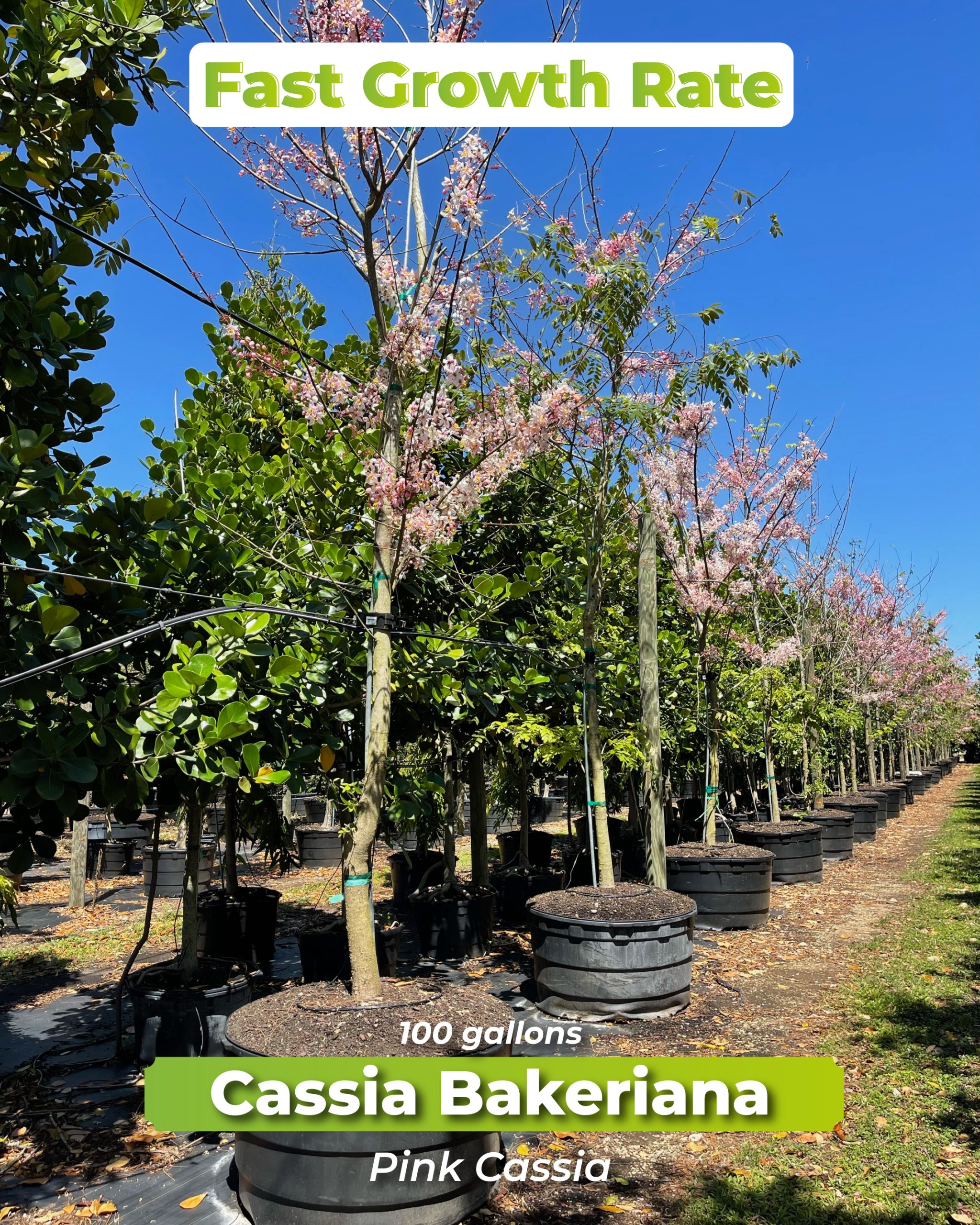 cassia-bakeriana-fast-growth-rate-pink-cassia.-100-gallons