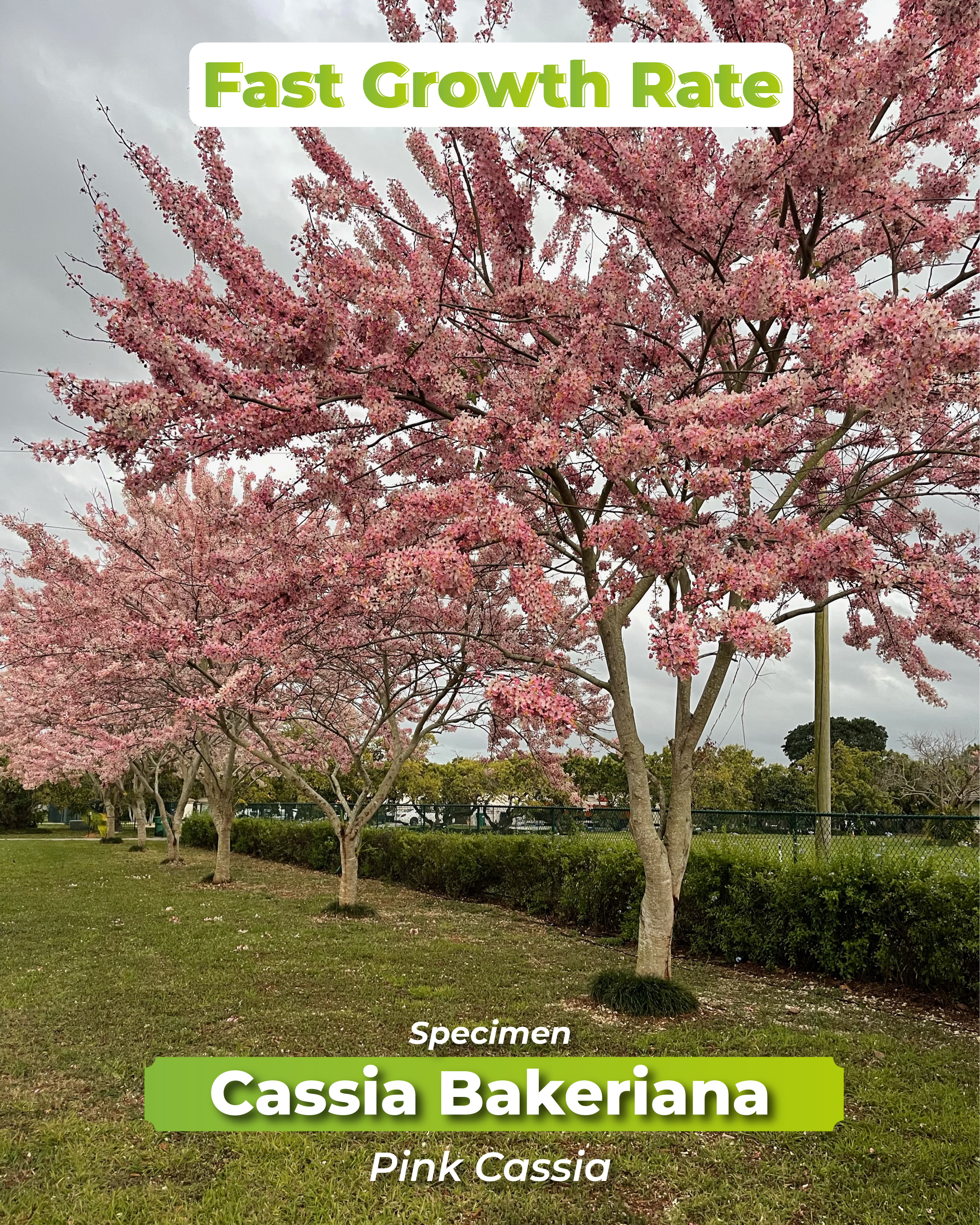 cassia-bakeriana-fastest-growth-rate-tree-pink-cassia-specimen