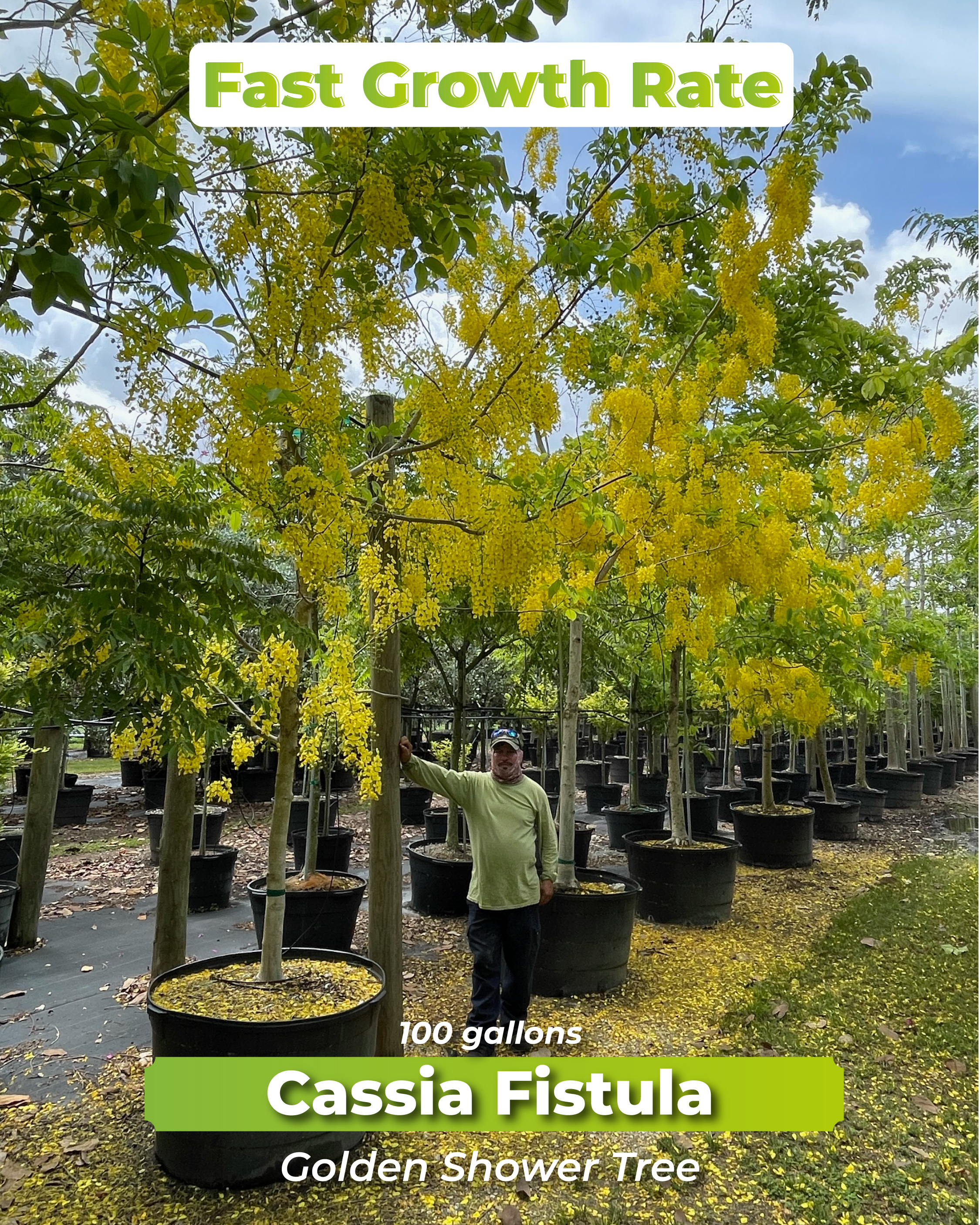 cassia-fistula-fast-growth-golden-shower-tree-100-gallons