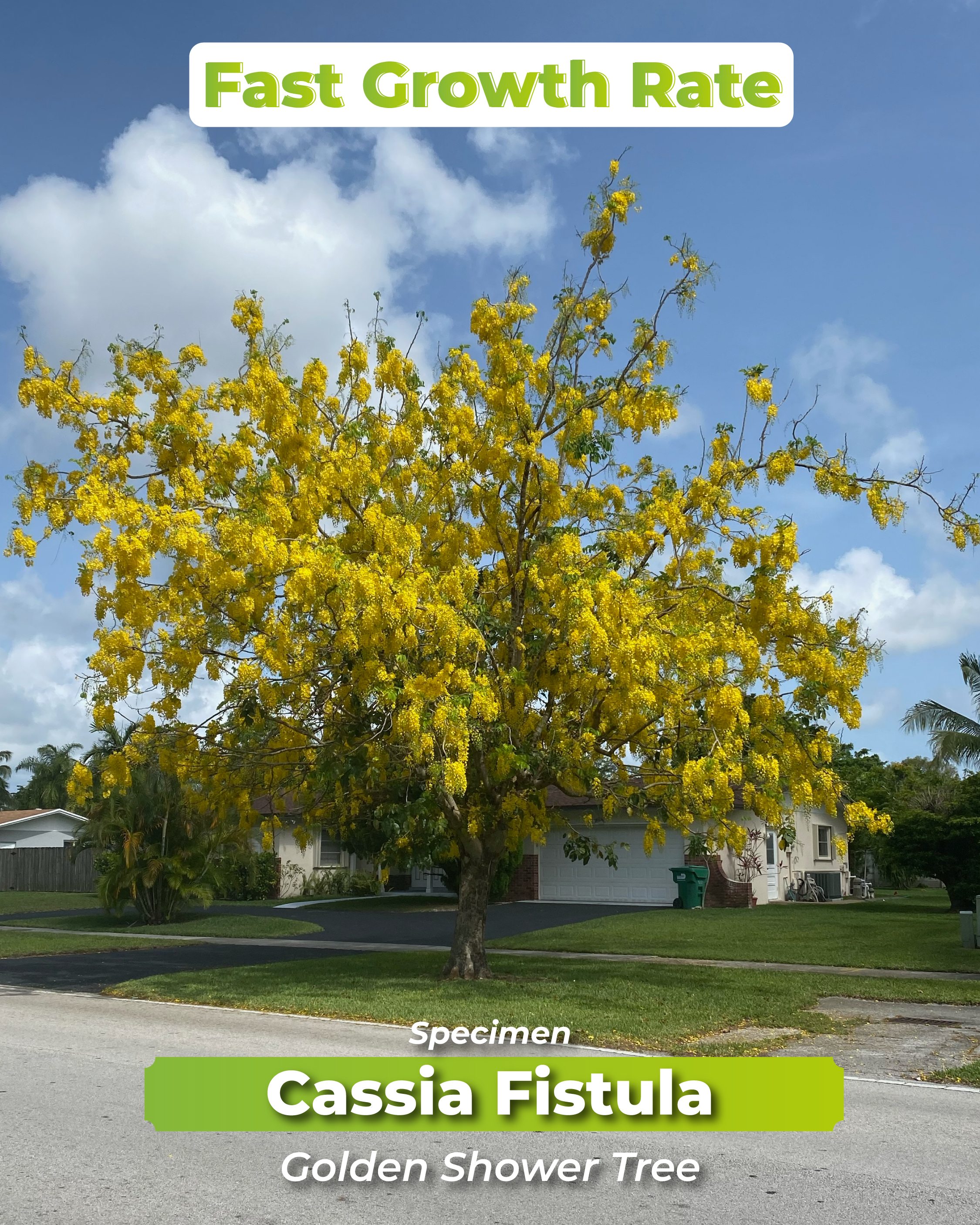 cassia-fistula-fast-growth-golden-shower-tree-specimen
