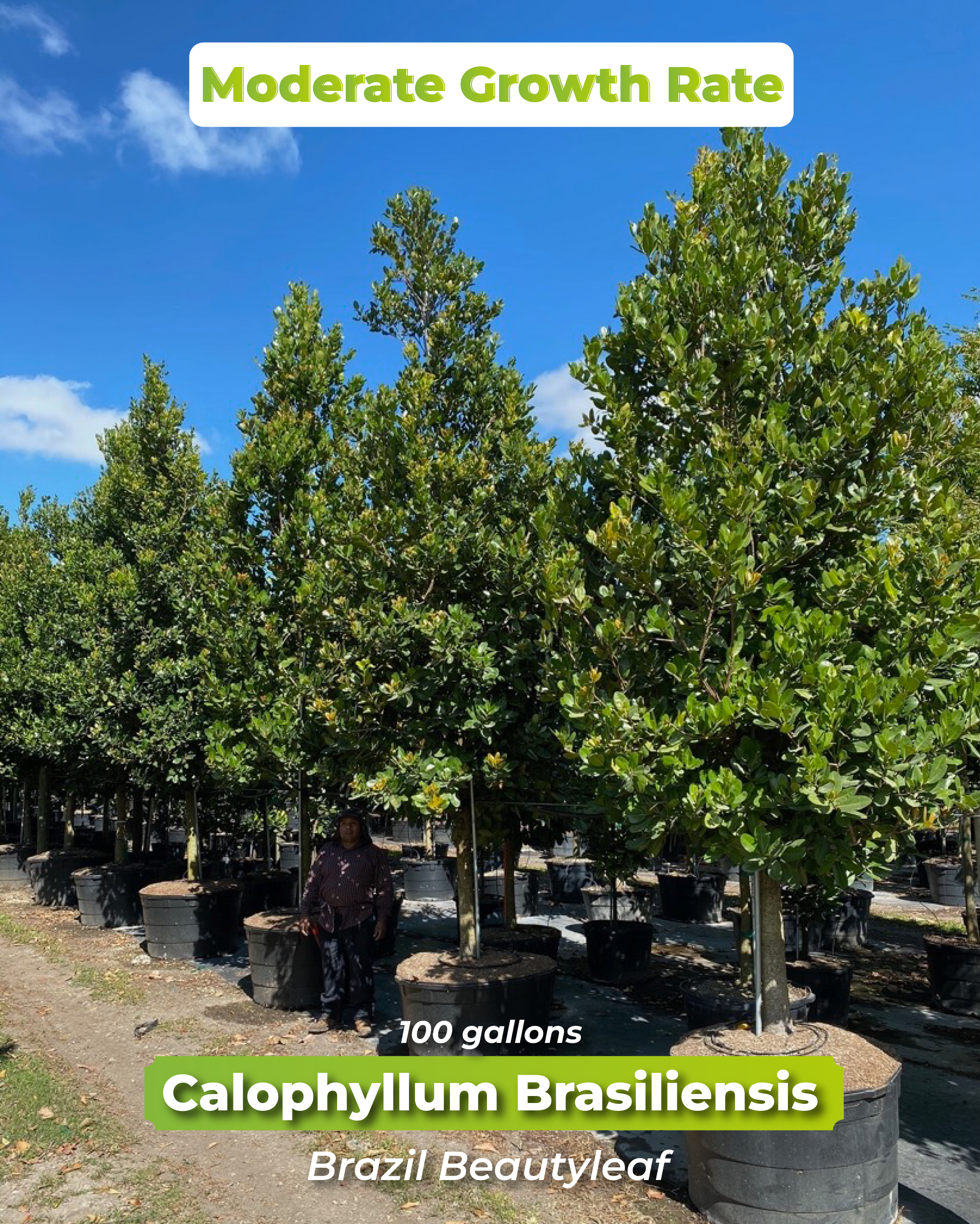 moderate-growth-rate-calophyllum-brasiliensis-100-gallons-standard