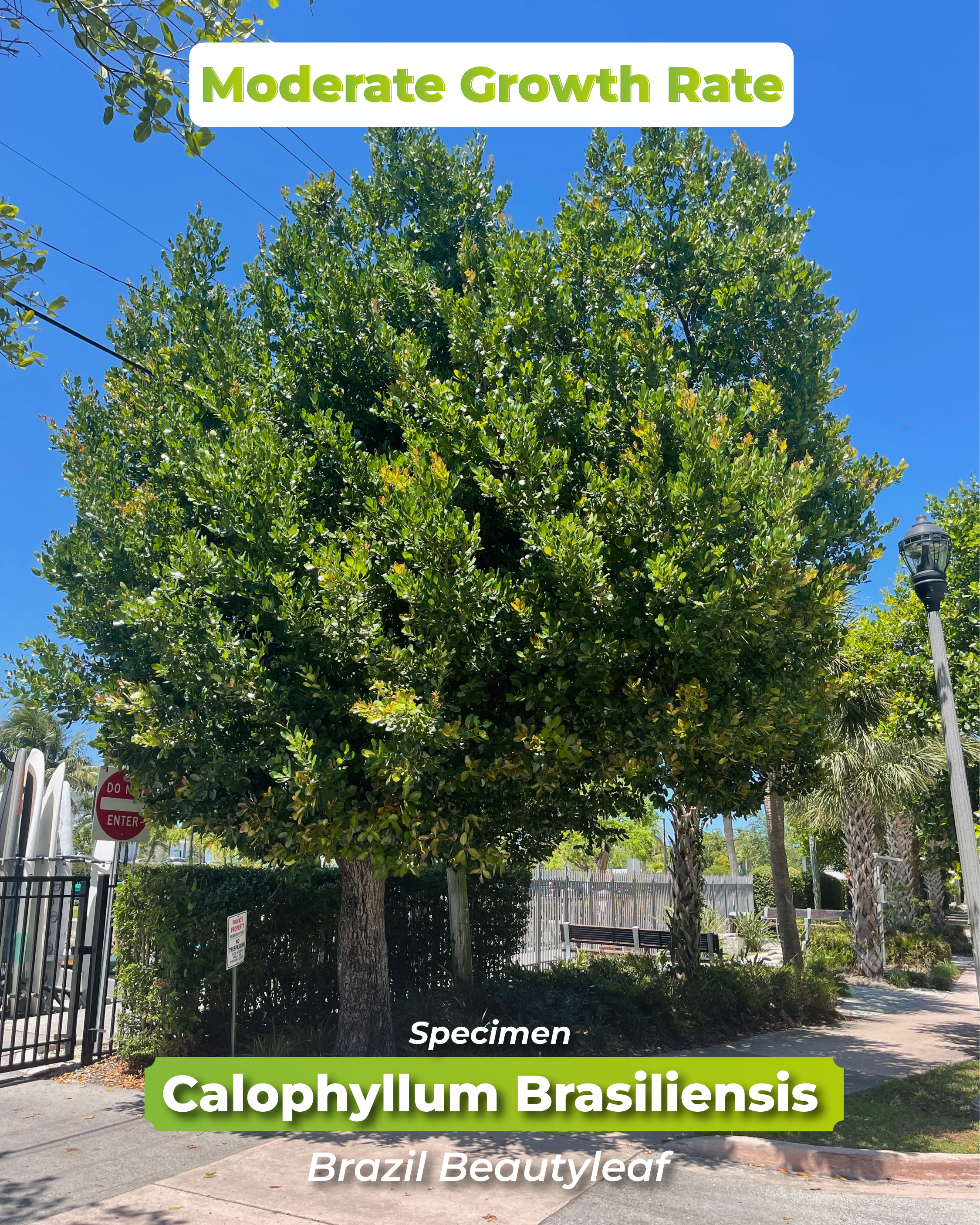 moderate-growth-rate-calophyllum-brasiliensis