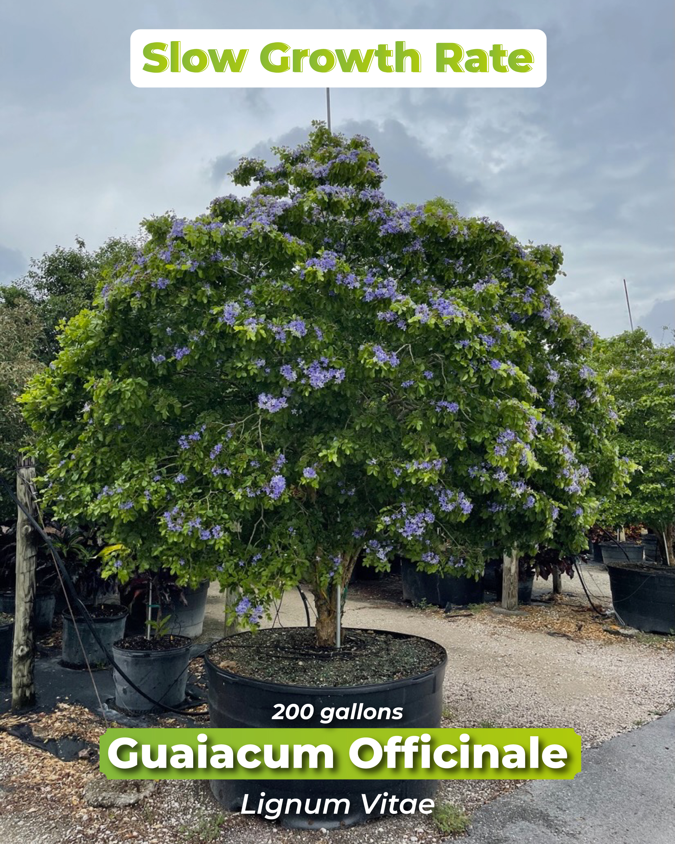 slow-growth-rate-guiacum-officinale-lignum-vitae-tree-of-life-200-gallons