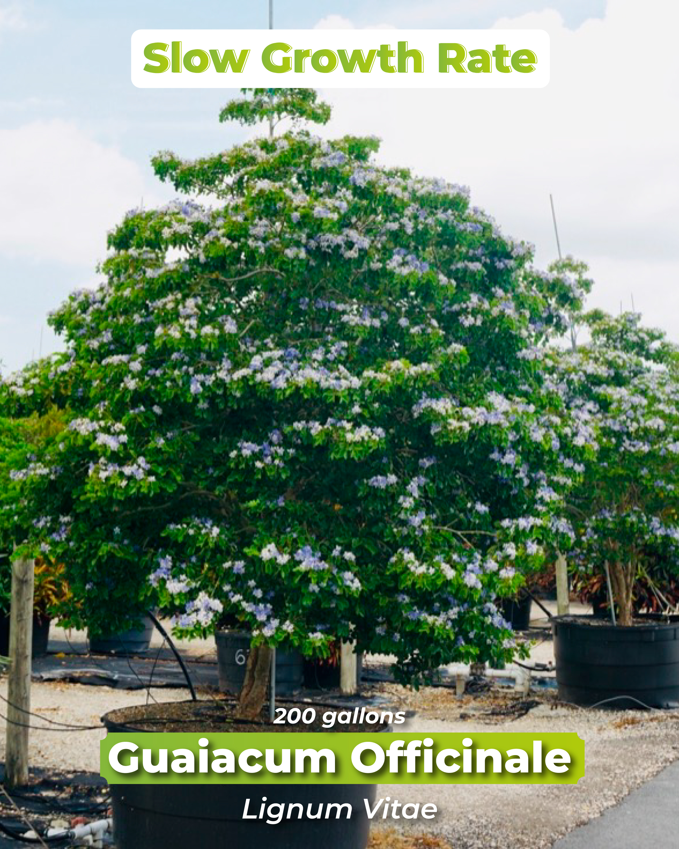 slow-growth-rate-tree-guiacum-officinale-lignum-vitae-tree-of-life