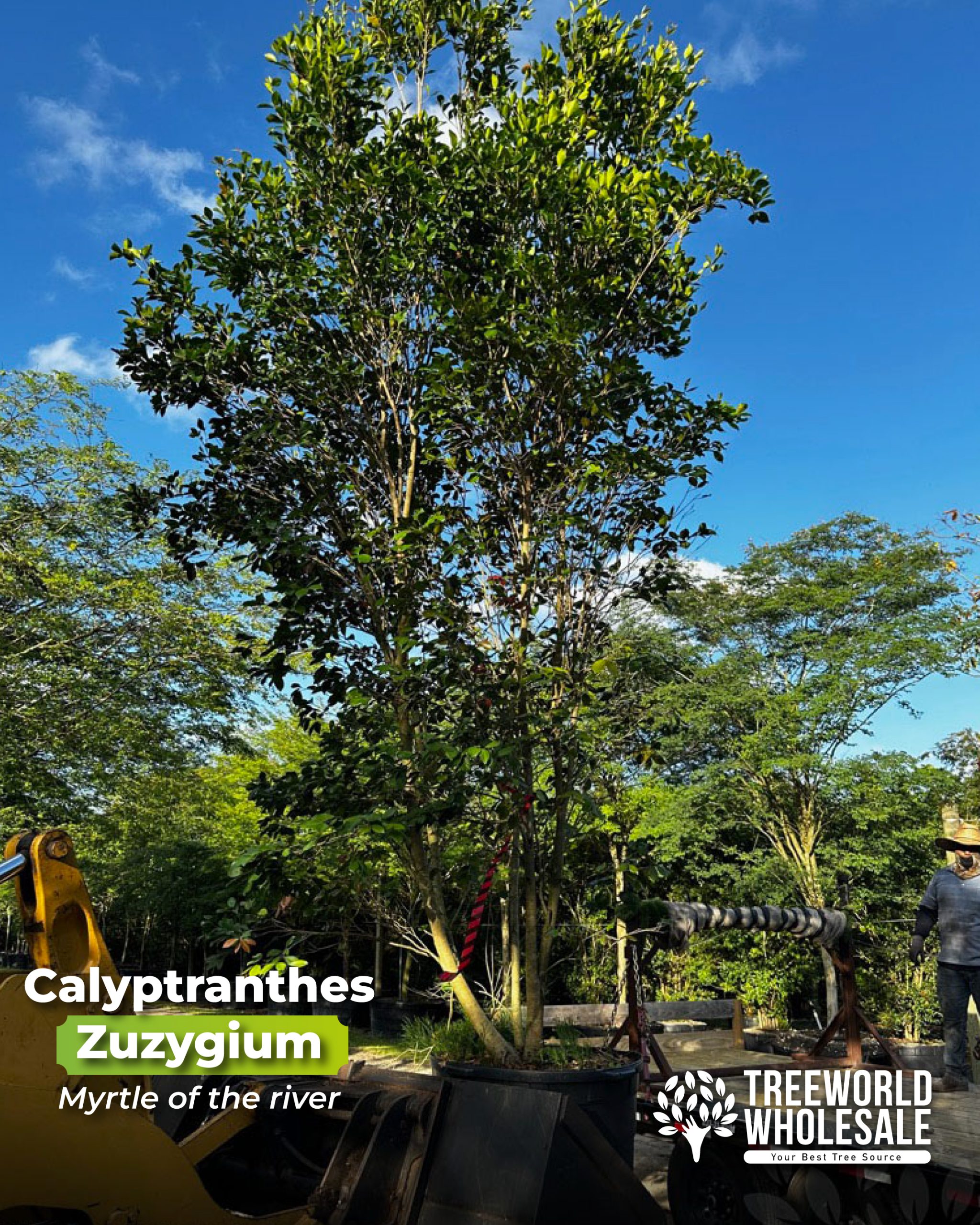 calyptranthes-zuzygium-myrtle-of-the-river