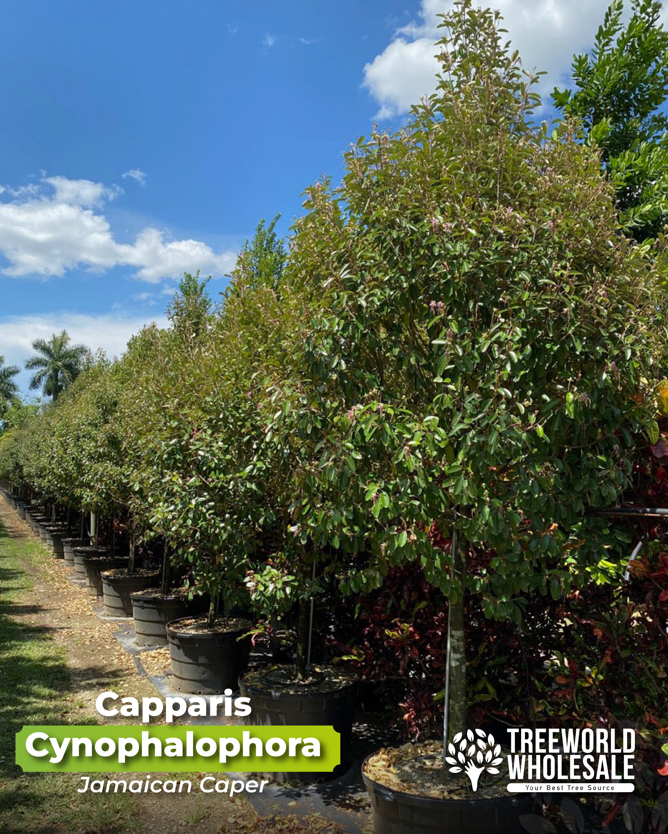 capparis-cynaphalophora-jamaican-caper