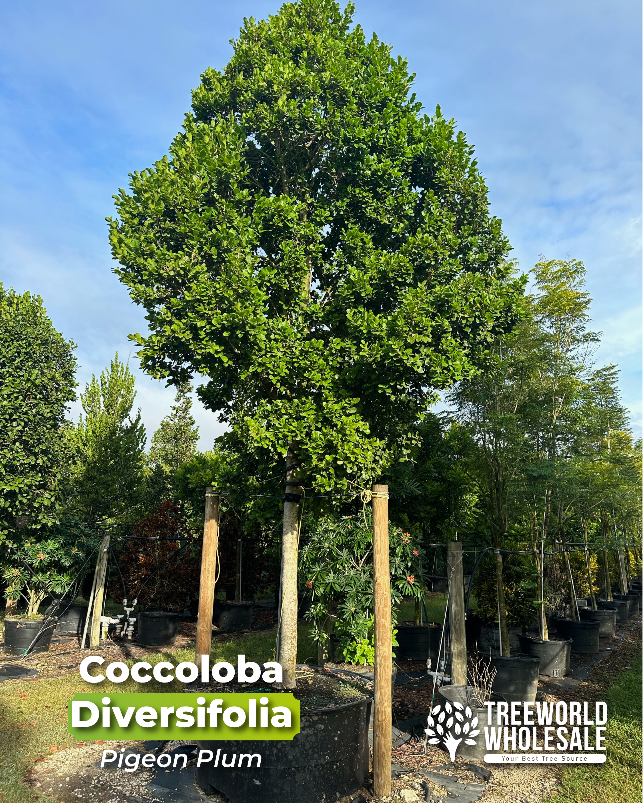 coccoloba-diversifolia-pigeon-plun-treeworld
