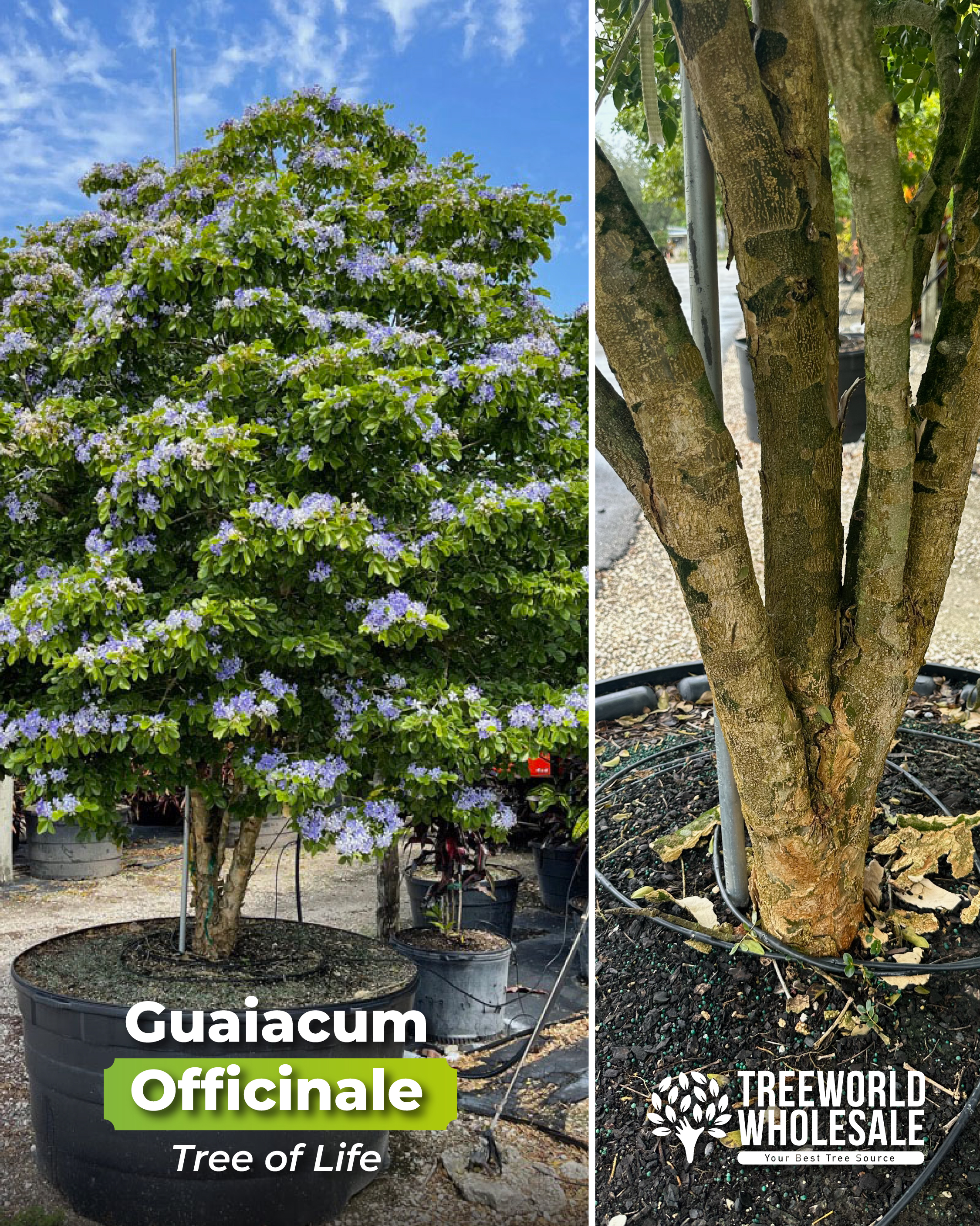 guaiacum-officinale-lignum-vitae-tree-of-life