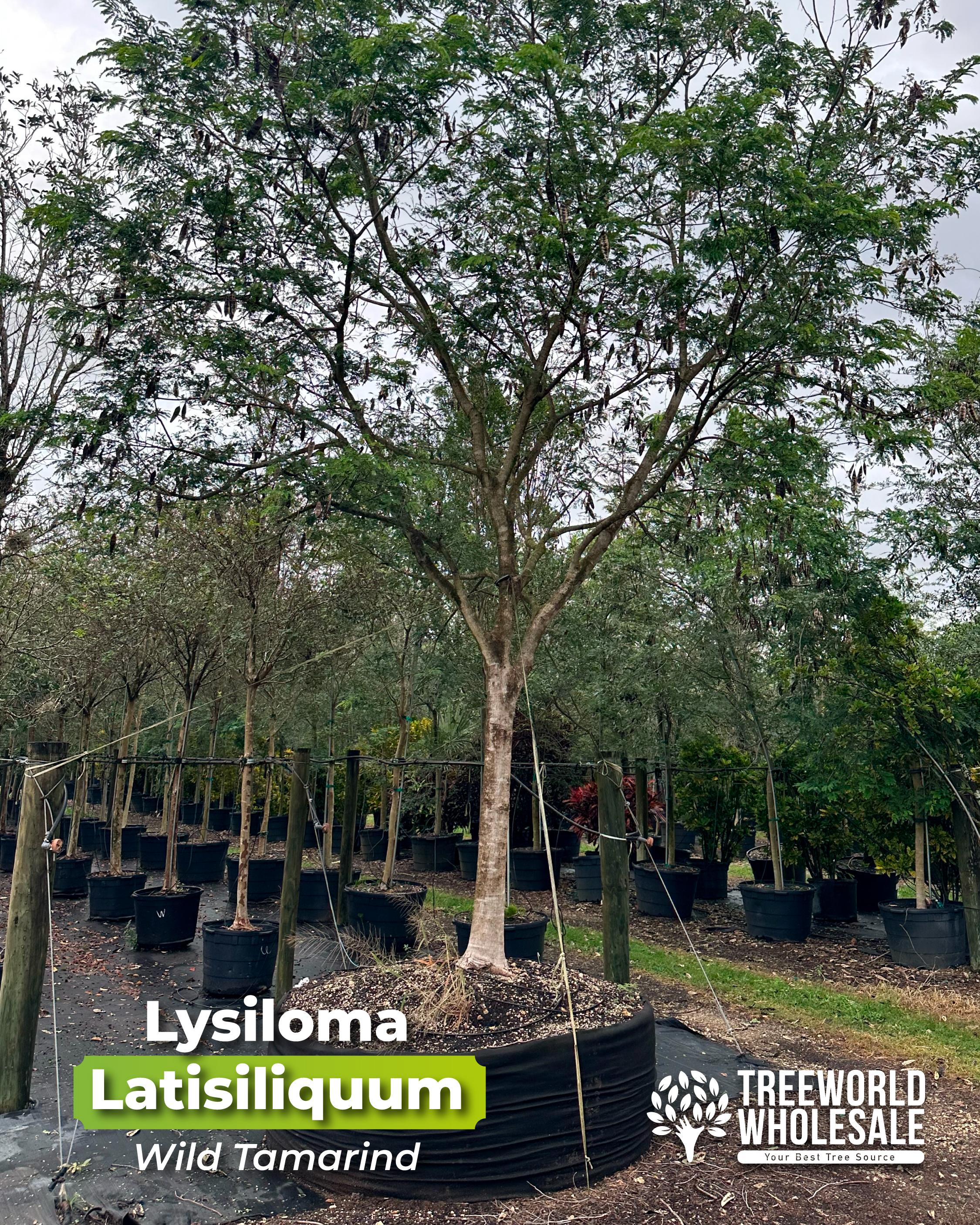lysiloma-latisiliqumm-wild-tamarind
