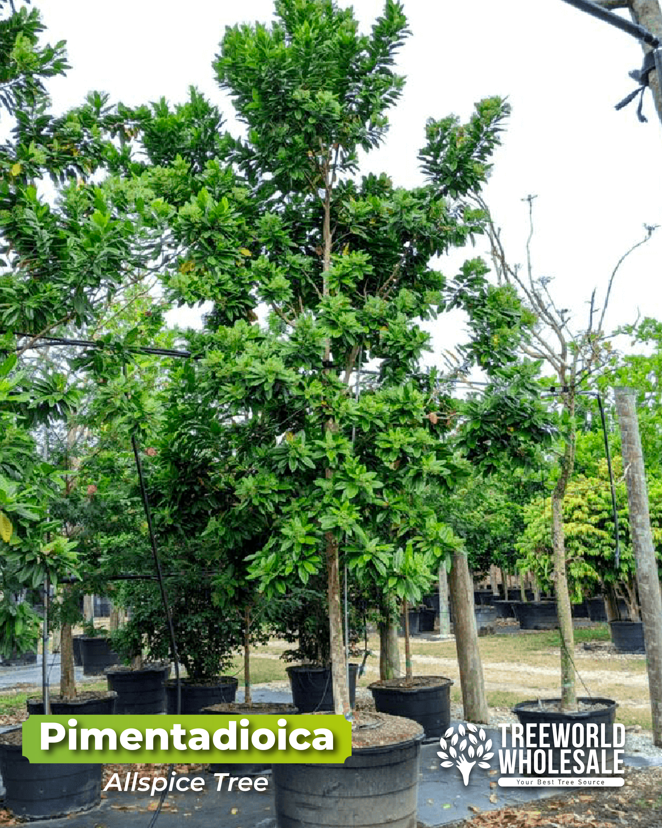 pimenta-dioica-all-spice-tree