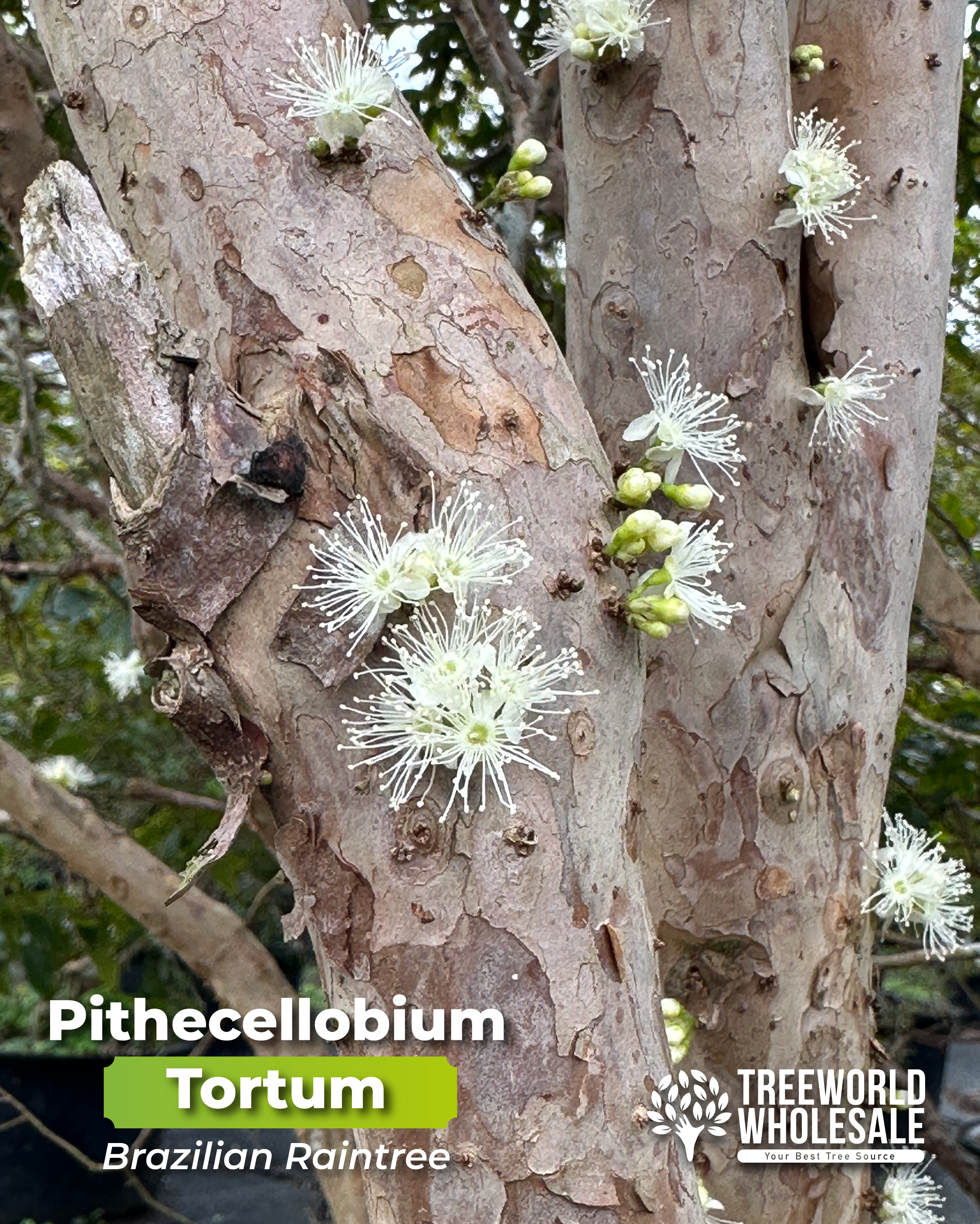 pithecellobium-tortum-brazilian-rain-tree