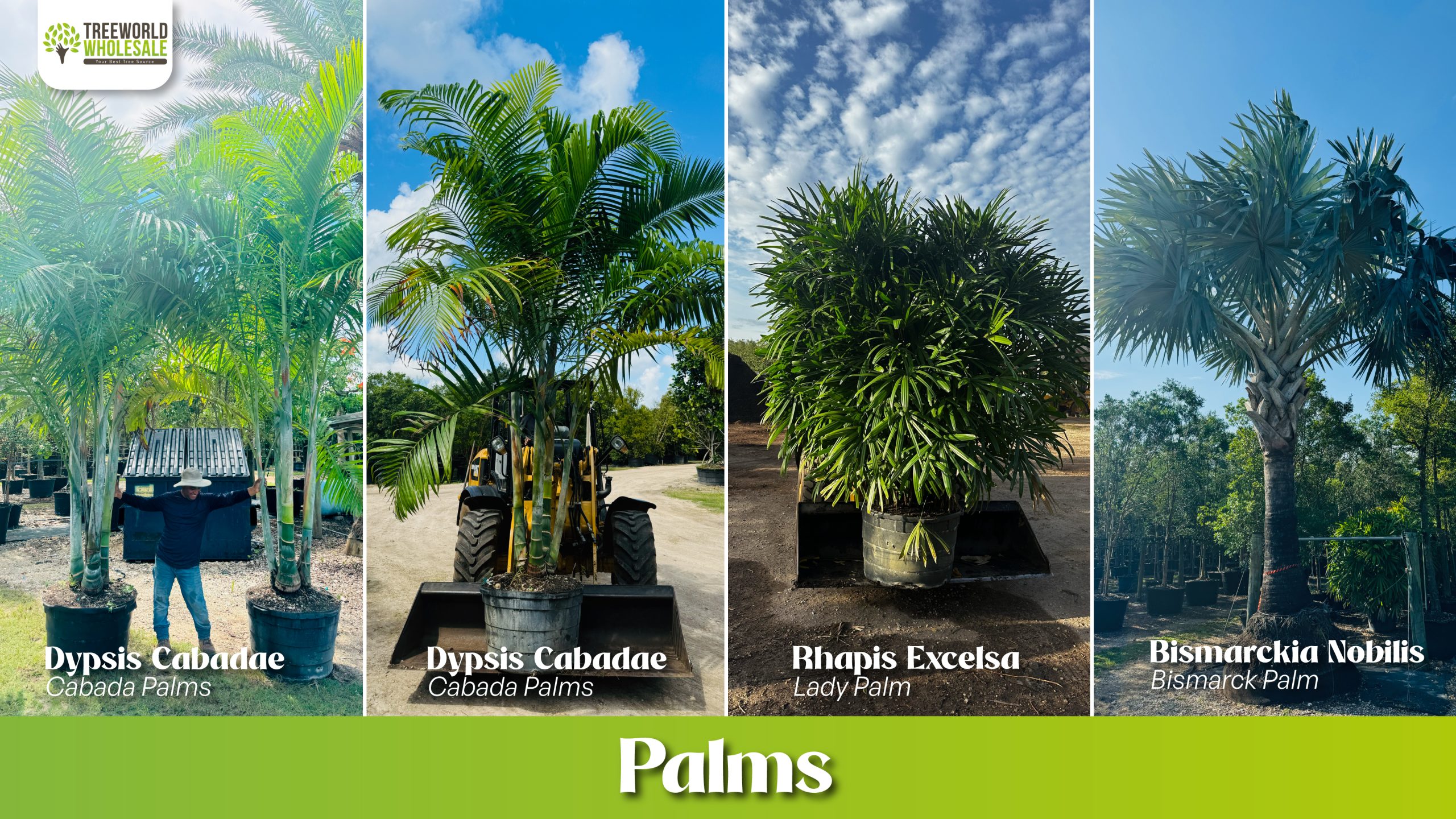 The Best Palms Source in South Florida & the Caribbean