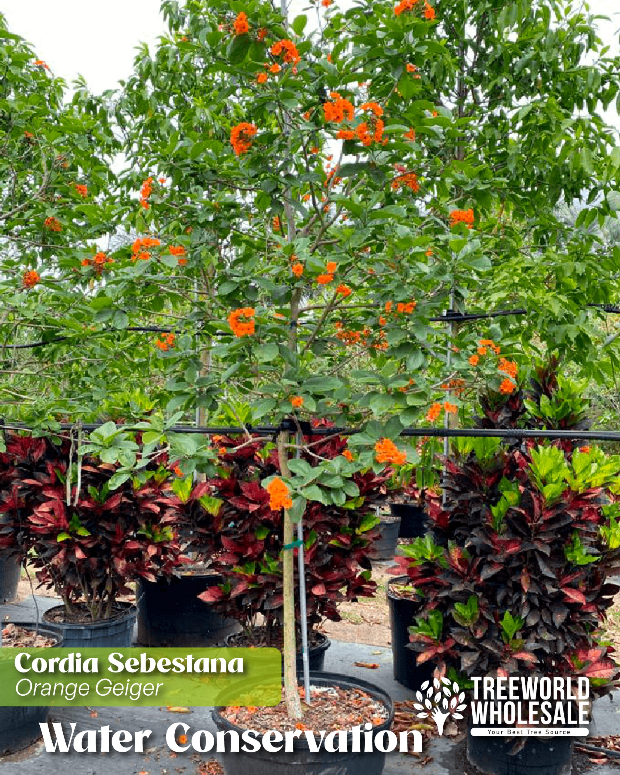 cordia-sebestena-orange-geiger-drought-tolerant-tree