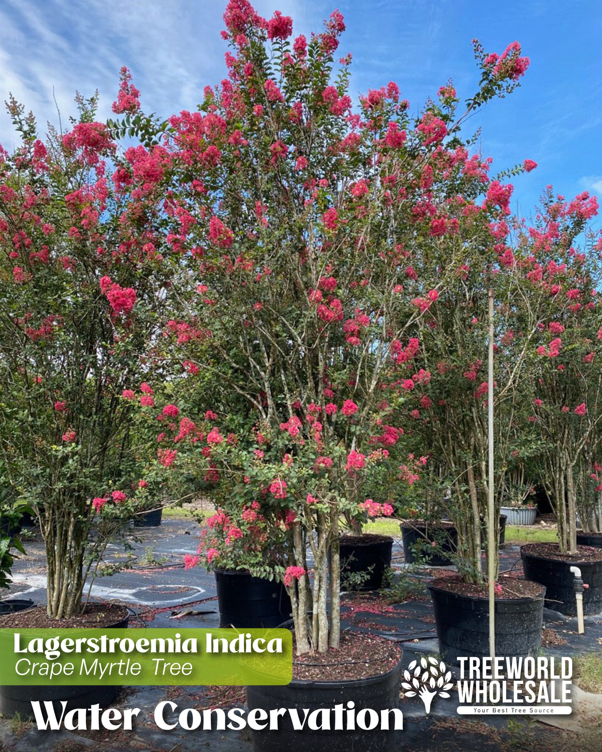 lagerstroemia-indica-crape-myrtle-coastal-landscape-design-for-water-conservation